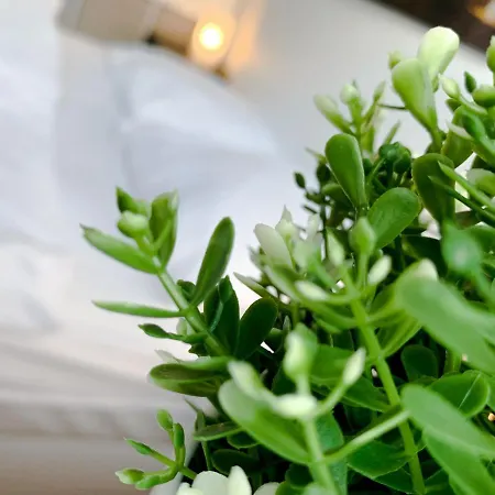 Aparthotel Relax Aachener Boardinghouse Premium 1 Aachen